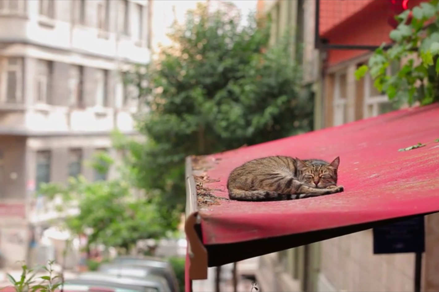 Kedi Review This Documentary On The Cats Of Istanbul Mesmerizes